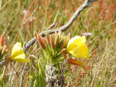 Oenothera elata hookeri