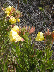 Oenothera elata hookeri