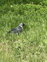 Corvus monedula