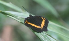 Lexias aeropa