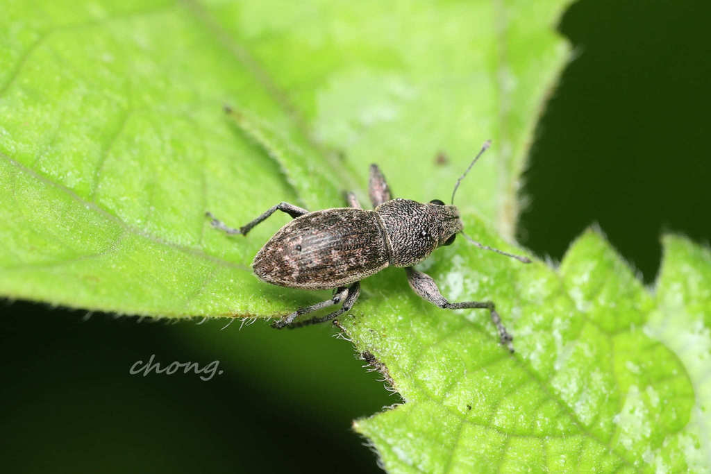 Piazomias fausti