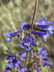 Penstemon attenuatus