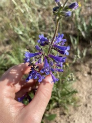 Penstemon attenuatus