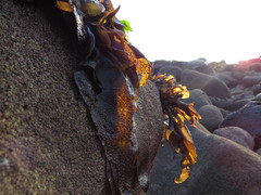 Mazzaella laminarioides