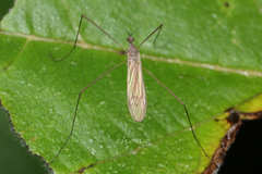 Pseudolimnophila