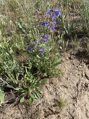 Penstemon attenuatus