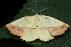 Auaxa sulphurea