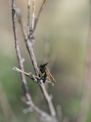 Negotinthia cingulata