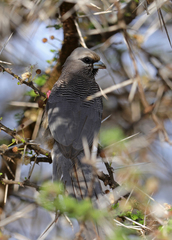 Colius leucocephalus