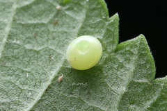 Callambulyx tatarinovii