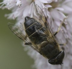 Eristalis pertinax