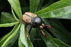 Dicronocephalus bowringi