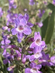 Penstemon gairdneri