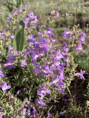 Penstemon gairdneri