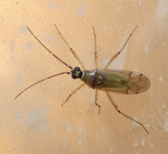 Engytatus modestus