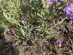 Penstemon gairdneri