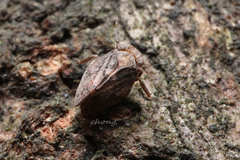 Dentatissus damnosus