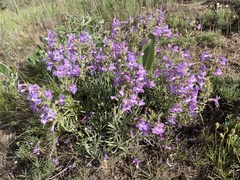 Penstemon gairdneri