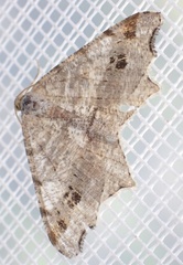 Macaria alternata