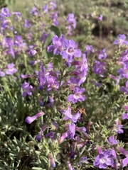 Penstemon gairdneri