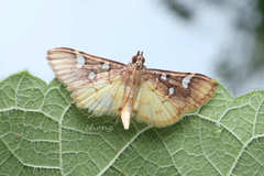 Cotachena histricalis