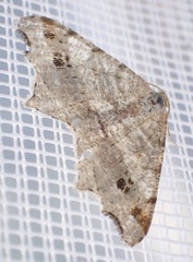 Macaria alternata