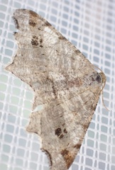 Macaria alternata