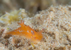 Plocamopherus indicus