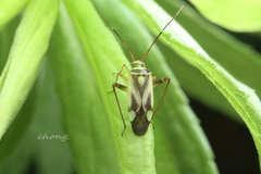 Adelphocoris fasciaticollis