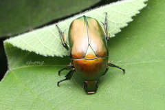 Pseudotorynorrhina japonica