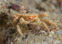 Telmessus cheiragonus