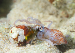 Sepioteuthis lessoniana
