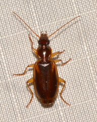 Cymindis limbata
