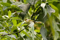 Abroscopus schisticeps