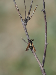 Negotinthia cingulata