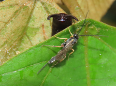 Cranopygia vitticollis