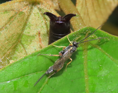 Cranopygia vitticollis