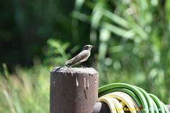 Muscicapa striata tyrrhenica
