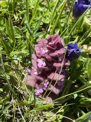 Ajuga pyramidalis
