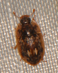 Lobiopa undulata