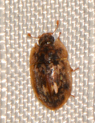 Lobiopa undulata