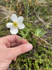 Anemonastrum sibiricum