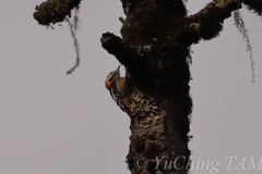 Dendrocopos darjellensis