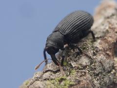 Magdalis flavicornis