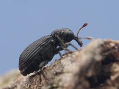 Magdalis flavicornis