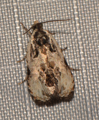 Olethreutes griseoalbana