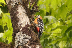 Dendrocopos hyperythrus