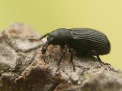 Magdalis flavicornis