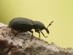 Magdalis flavicornis