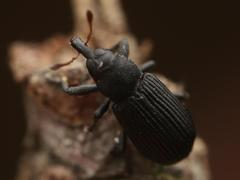 Magdalis flavicornis